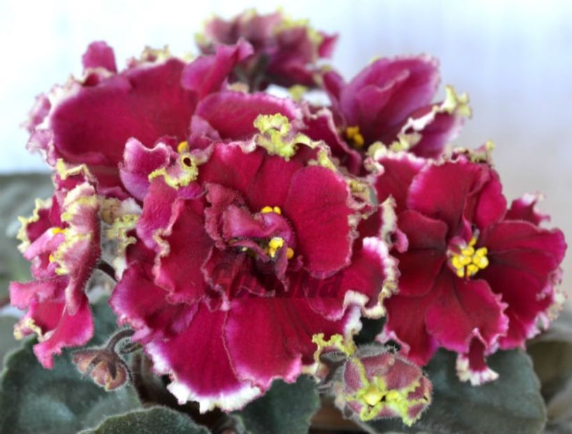  - EK Rubin V Izumrude