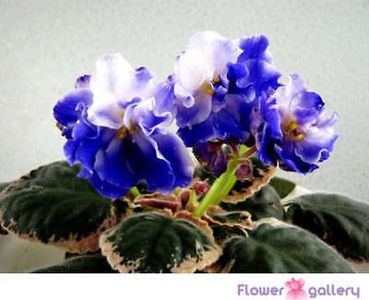 RS Andromeda - AA Violete in colecție poze net