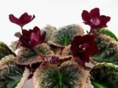 Red Sun Rising - AA Violete in colecție poze net