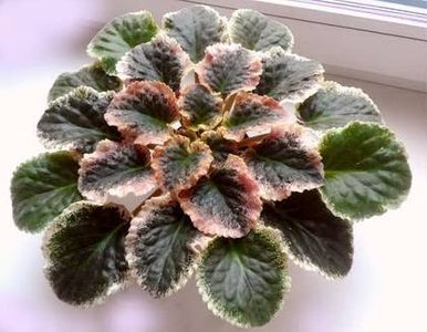 Red Sun Rising - AA Violete in colecție poze net