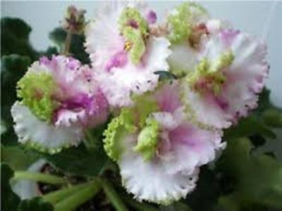 LE Zellenaia Rosa - AA Violete in colecție poze net