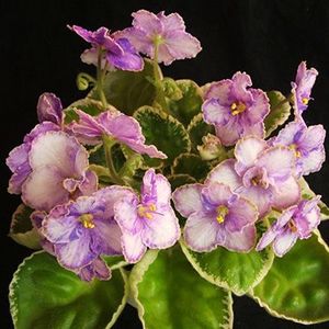  - Ma s Butterfly Garden