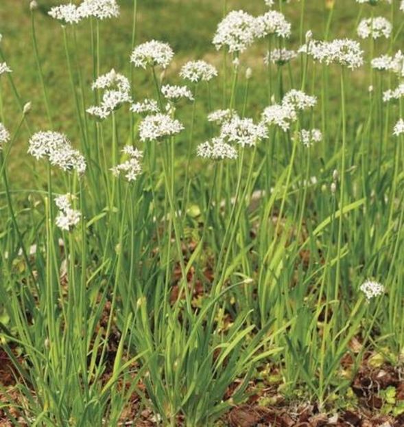  - SEMINTE USTUROI DE TUNS - GARLIC CHIVES - ALLIUM TUBEROSUM