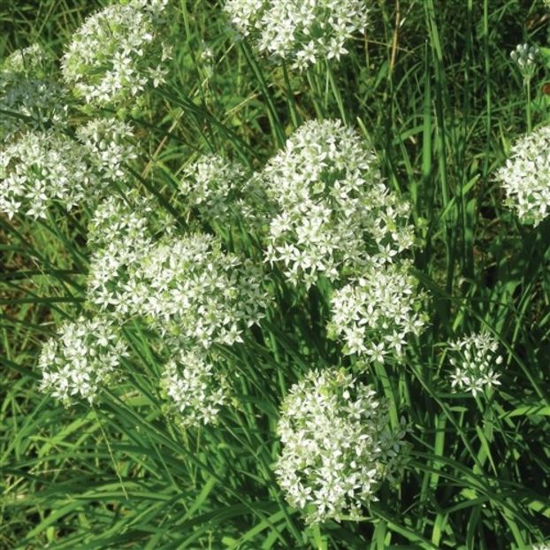  - SEMINTE USTUROI DE TUNS - GARLIC CHIVES - ALLIUM TUBEROSUM