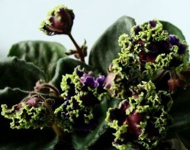 poza net - Purple Passion