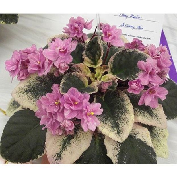 Ma s Paris Affair - AA Violete in colecție poze net