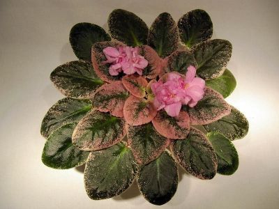 Ma s Paris Affair - AA Violete in colecție poze net