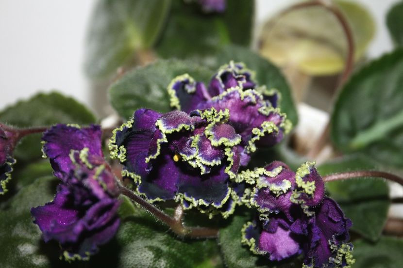 Purple Passion - AA Violete in colecție poze net