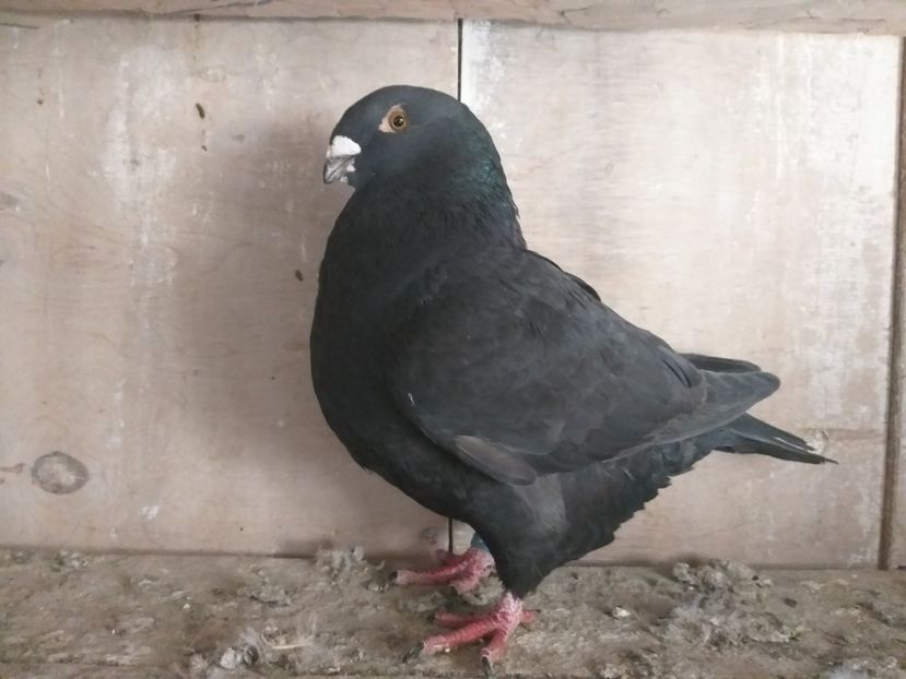  - DE VANZARE DIN MATCA 2018