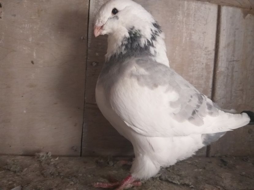  - DE VANZARE DIN MATCA 2018