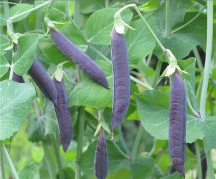  - SEMINTE MAZARE - BLAUWSCHOKKERS PURPLE PODDED PEAS