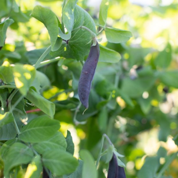  - SEMINTE MAZARE - BLAUWSCHOKKERS PURPLE PODDED PEAS