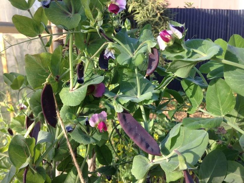  - SEMINTE MAZARE - BLAUWSCHOKKERS PURPLE PODDED PEAS