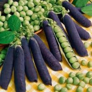  - SEMINTE MAZARE - BLAUWSCHOKKERS PURPLE PODDED PEAS