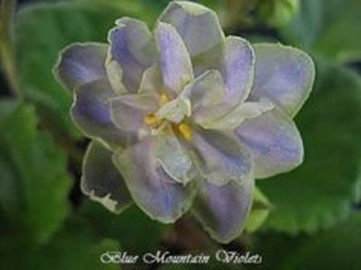 Mirror Image - AA Violete in colecție poze net