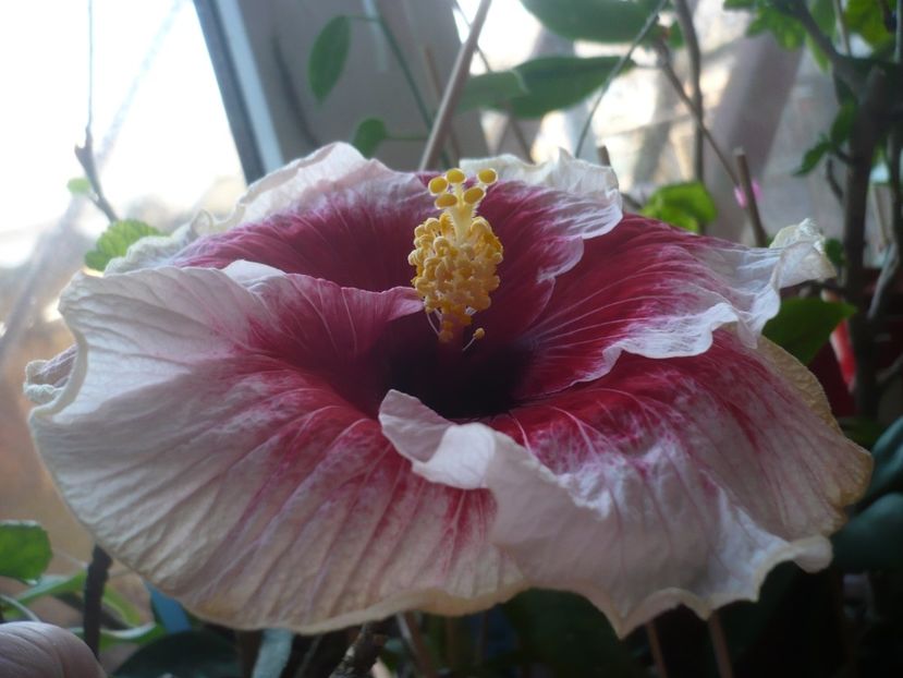 P1400609 - HIBISCUSI 2019-1