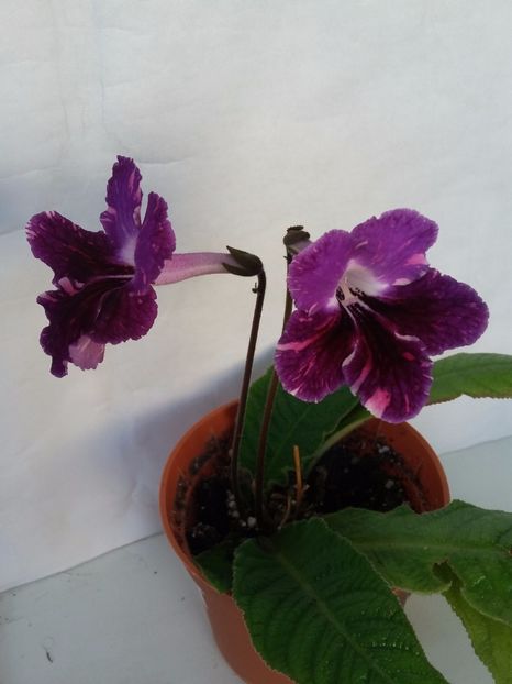 7511-Piotr Kleszczynski  (10-02-2019) - Streptocarpusi 2019