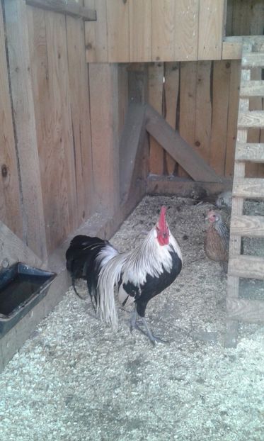  - Phoenix argintiu 2019