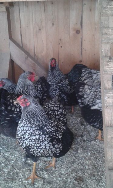  - Wyandotte argintiu 2019