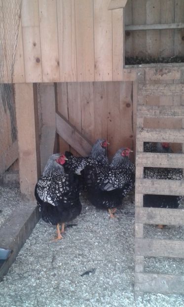  - Wyandotte argintiu 2019