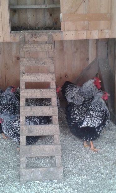  - Wyandotte argintiu 2019