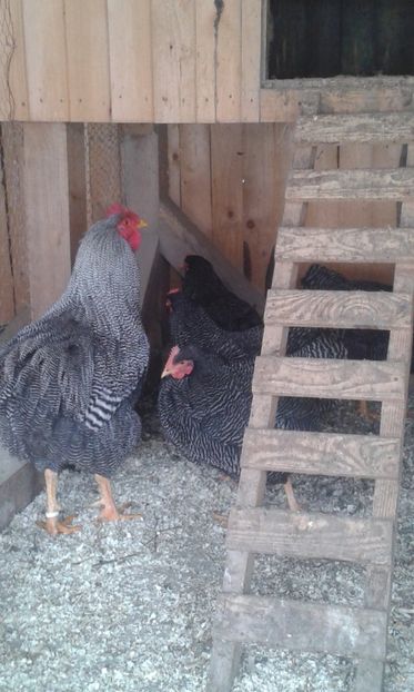  - Playmuth rock barat 2019