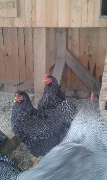  - Playmuth rock barat 2019