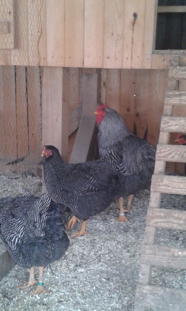  - Playmuth rock barat 2019