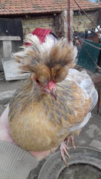 Noua achizitie - 1 Toate Gaini pitice pe care le-am avut