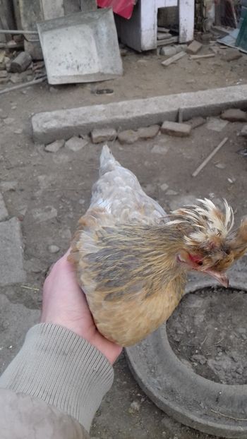 Noua achizitie - 1 Toate Gaini pitice pe care le-am avut