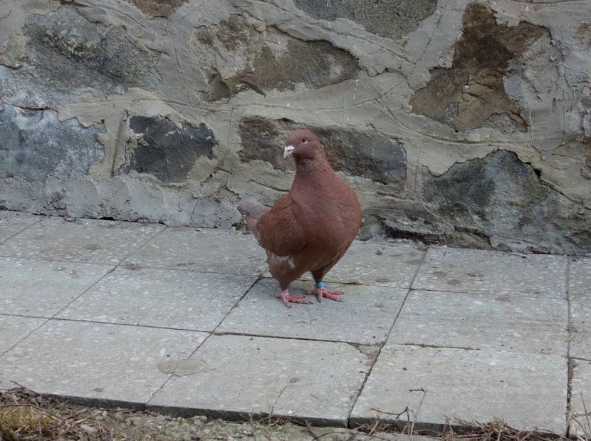  - Voiajori Americani 2019