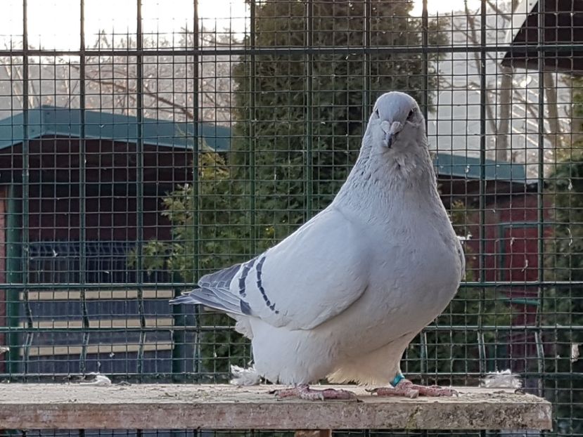 F-2018-4145 - 0-VRdF-de vanzare-2019