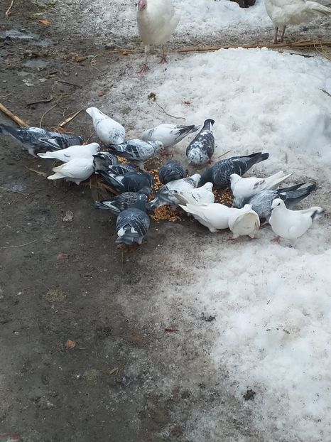 IMG-20190206-WA0033 - Februarie 2019