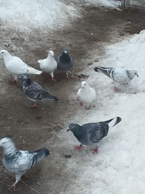 IMG-20190206-WA0043 - Februarie 2019