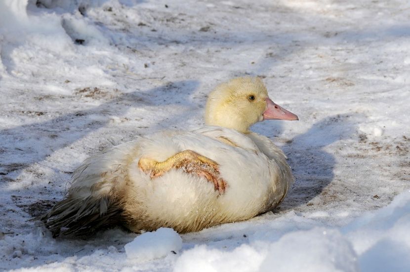  - 01 Rate lesesti 2018