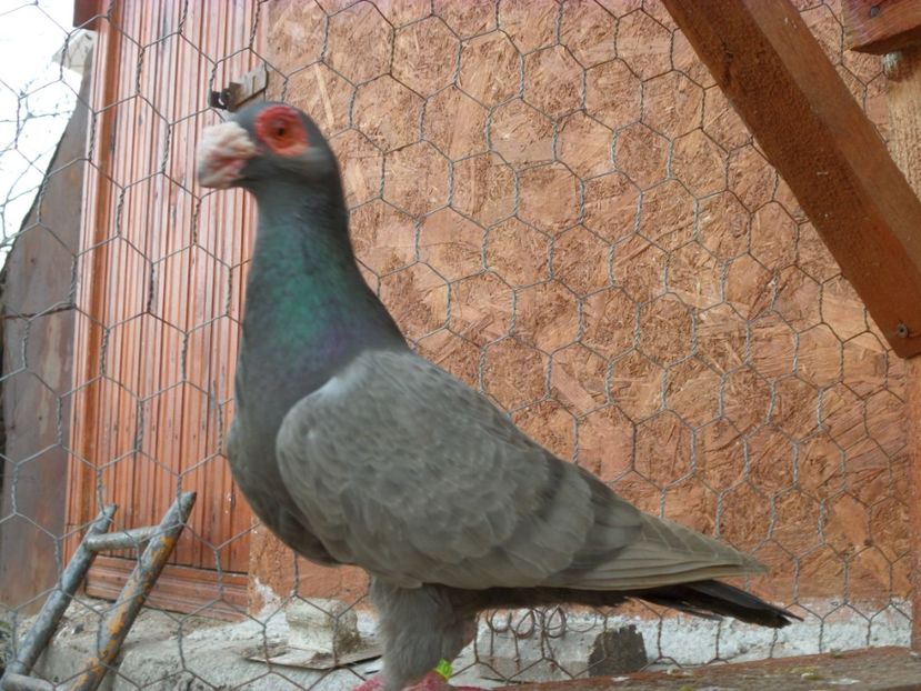F - Porumbei2019