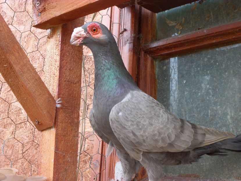 SAM_6425 - Porumbei2019