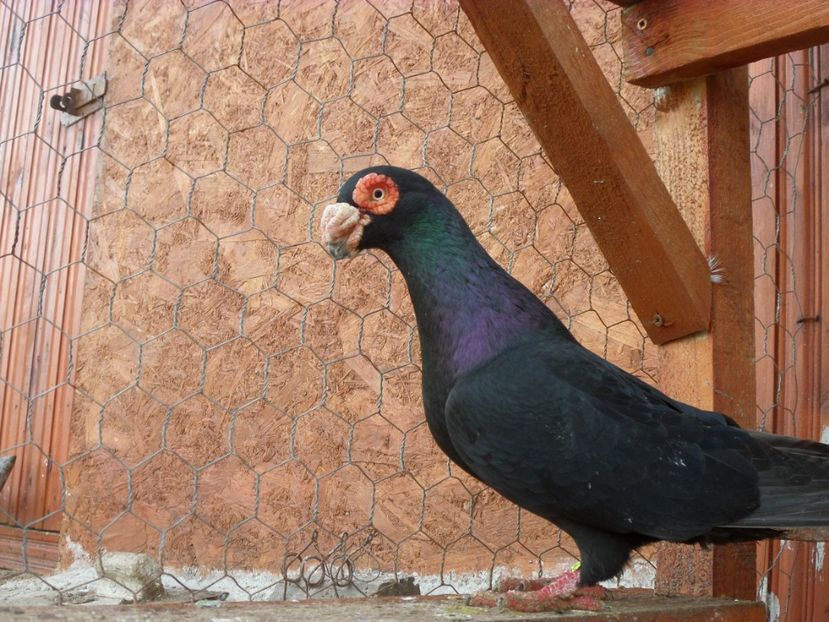 SAM_6427 - Porumbei2019