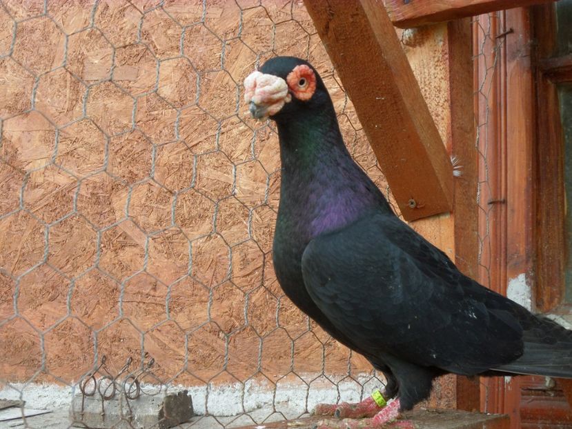 SAM_6428 - Porumbei2019