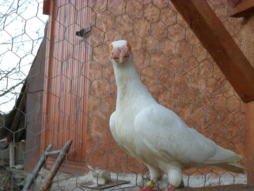 F - Porumbei2019
