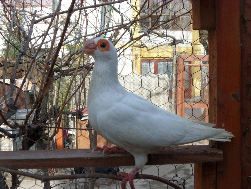 SAM_6433 - Porumbei2019