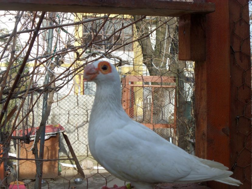 SAM_6434 - Porumbei2019
