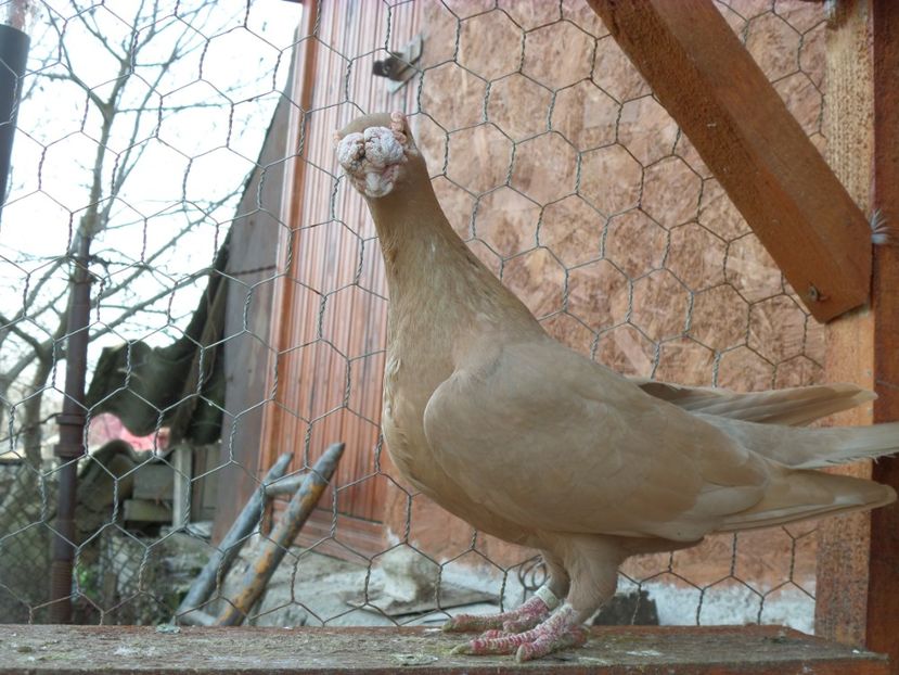 SAM_6438 - Porumbei2019