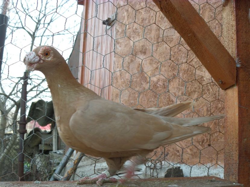 SAM_6439 - Porumbei2019