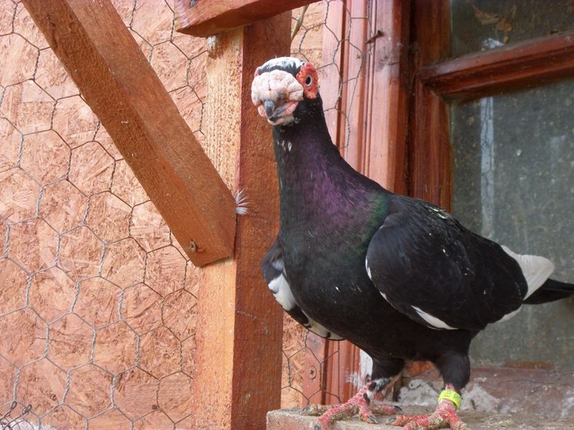 SAM_6443 - Porumbei2019