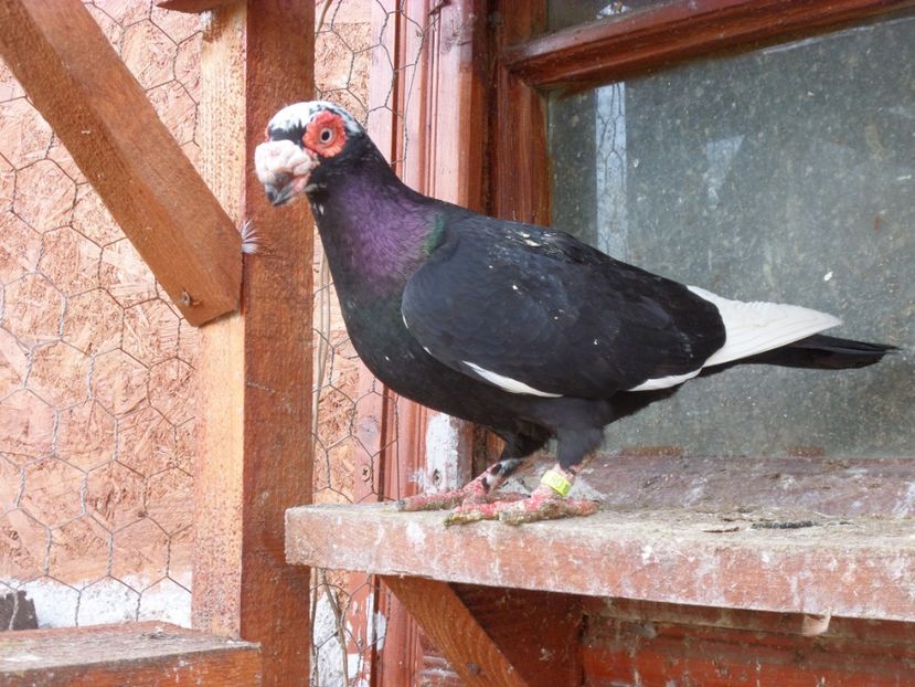 SAM_6444 - Porumbei2019
