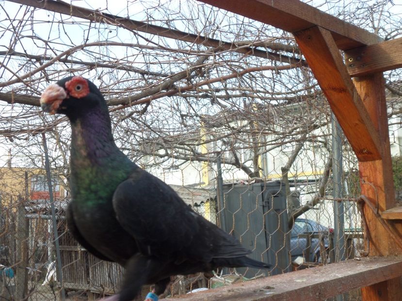 SAM_6449 - Porumbei2019