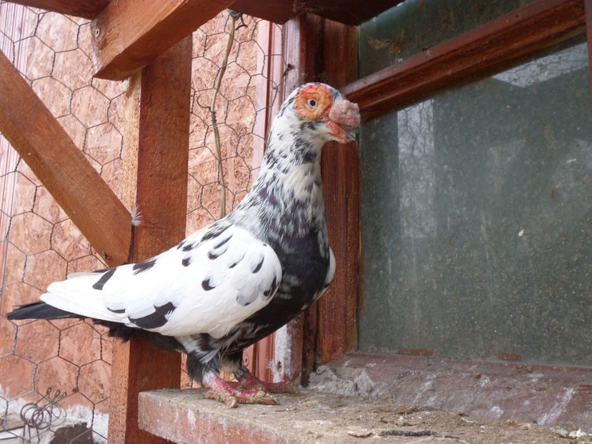 SAM_6455 - Porumbei2019