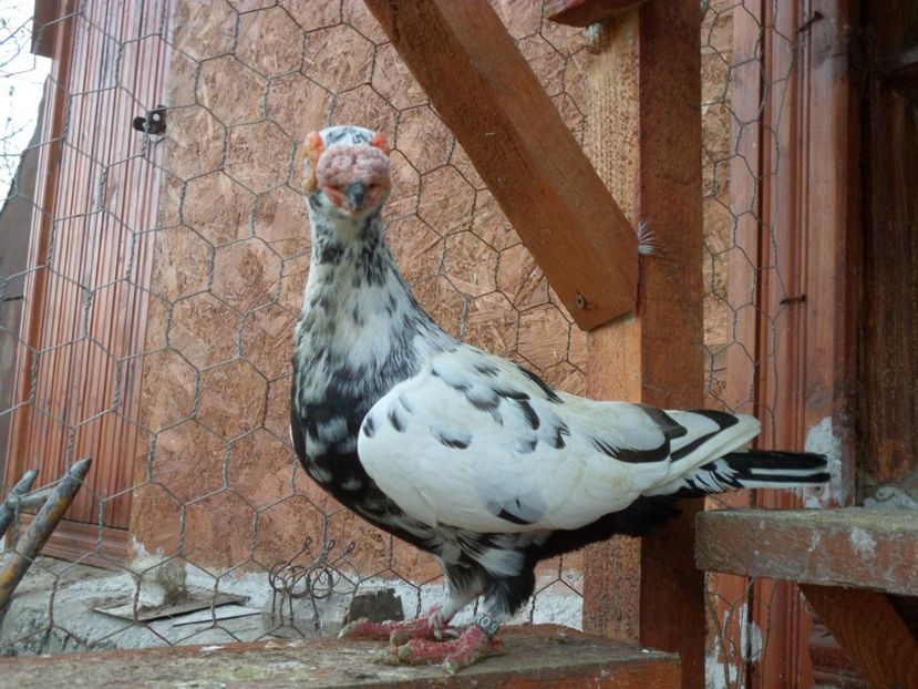 SAM_6457 - Porumbei2019