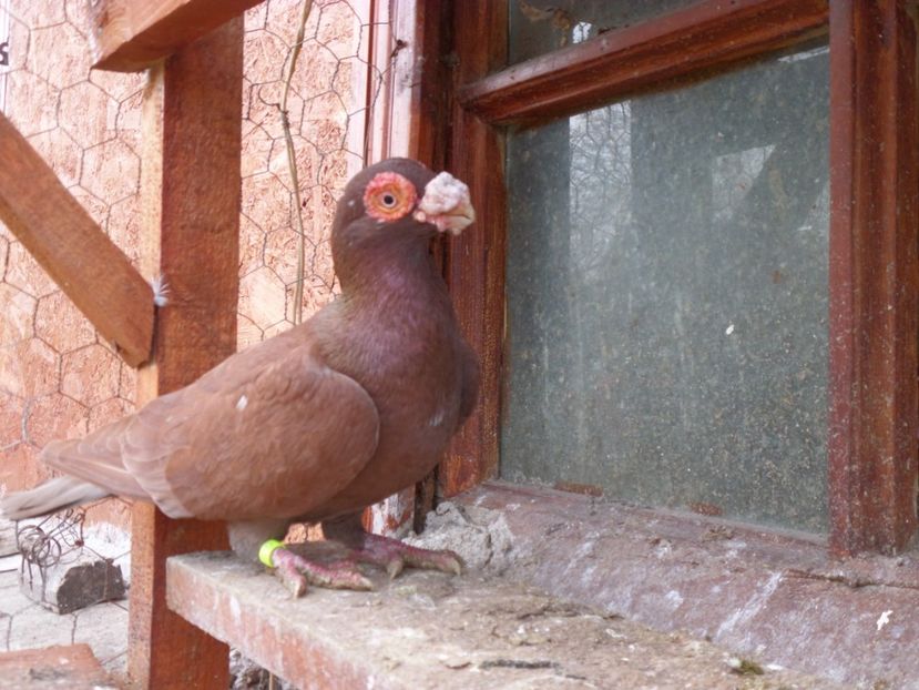 SAM_6460 - Porumbei2019
